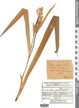 VOR 0025794