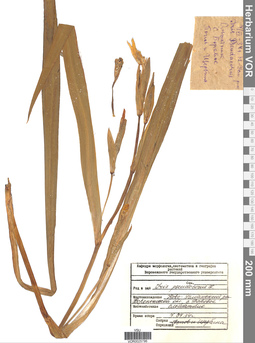 VOR 0025796
