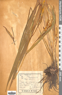 VOR 0025801