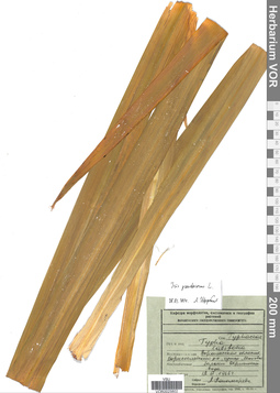 VOR 0025802