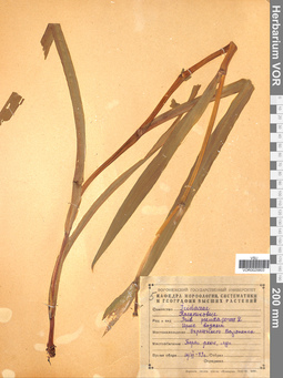 VOR 0025803
