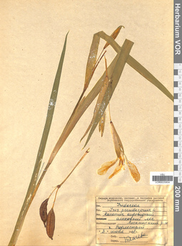 VOR 0025804