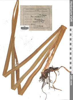 VOR 0026401