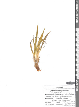 VOR 0026403