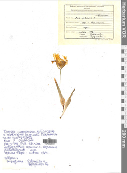 VOR 0026422