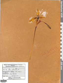 VOR 0026423