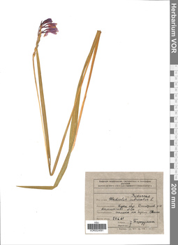 VOR 0024591