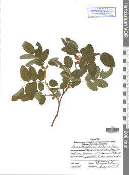 VOR 0040175