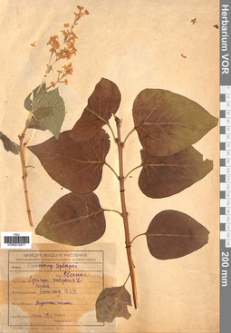 VOR 0015871