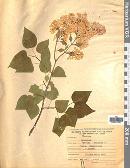 VOR 0015883