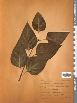 VOR 0015885