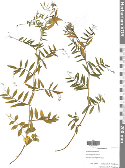 VOR 0010942